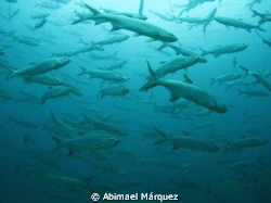 School of Tarpons, Crash Boat, P.R. by Abimael Márquez 